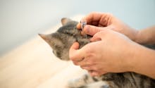 Chien & chat : un traitement naturel et efficace contre les tiques et puces ?