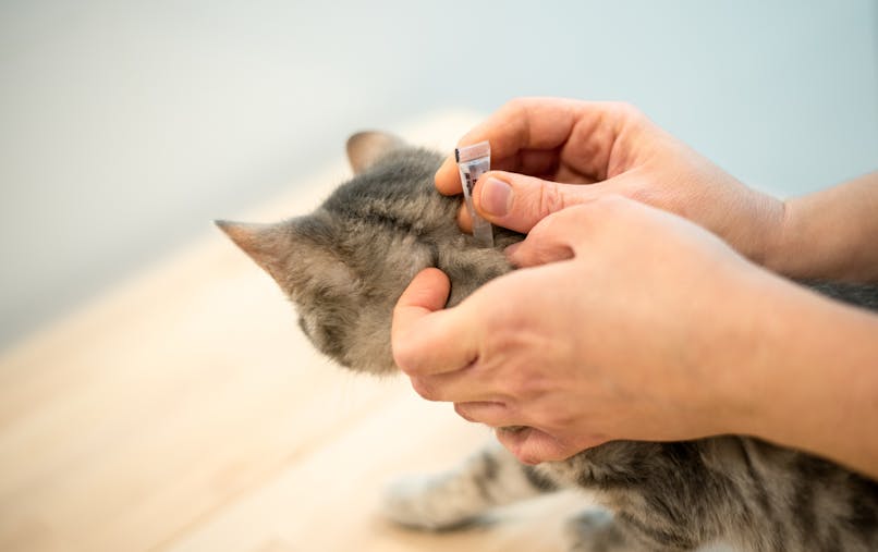 Chien Chat Un Traitement Naturel Et Efficace Contre Les Tiques Et Puces Sante Magazine Chien Chat Un Traitement Naturel Et Efficace Contre Les Tiques Et Puces Sante Magazine
