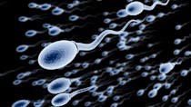 Tout savoir sur le sperme