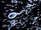 Tout savoir sur le sperme