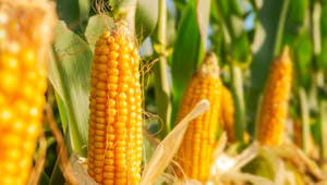 Notre alimentation contient-elle des OGM ?