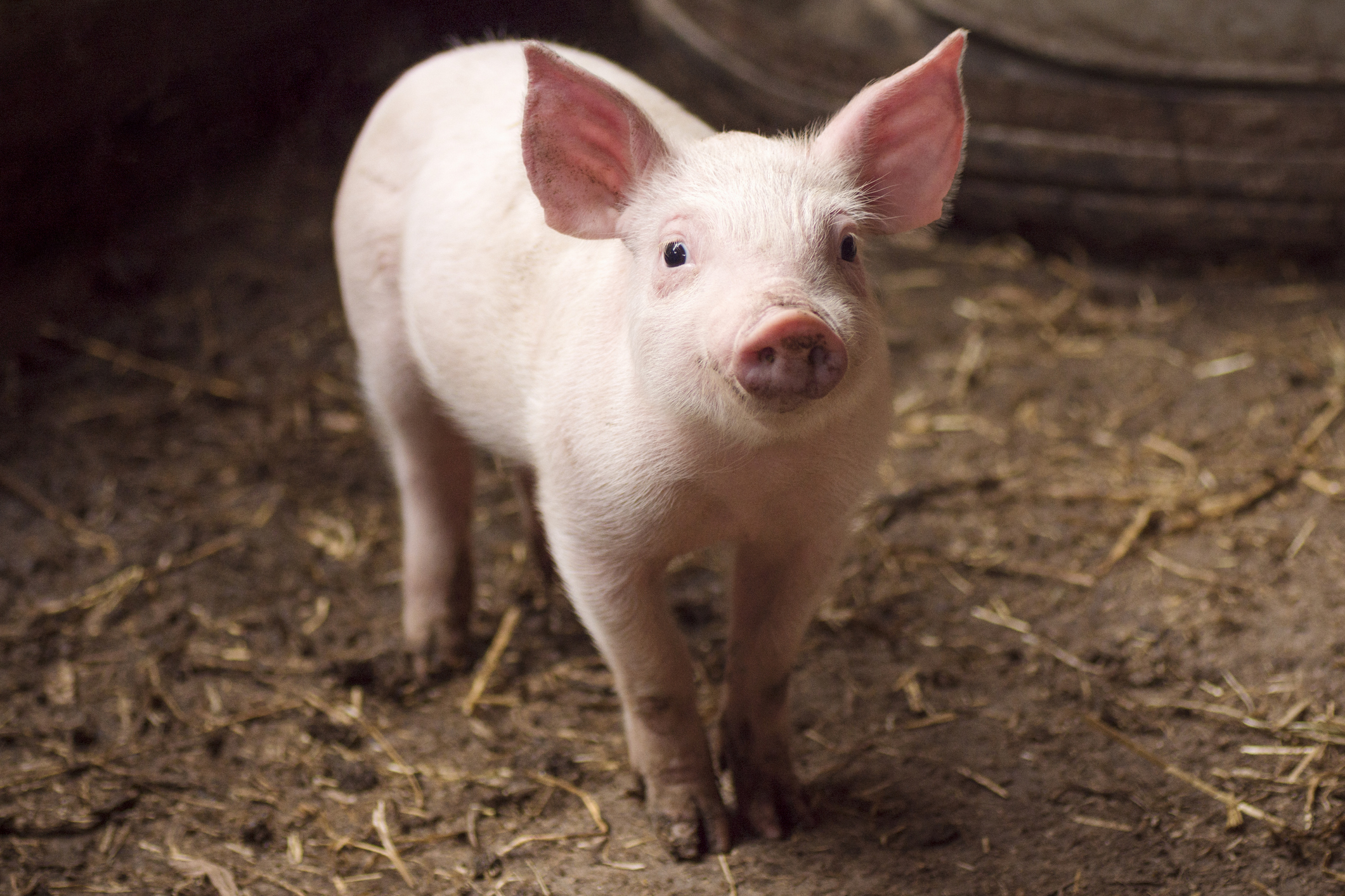 Aux États-Unis, des scientifiques sont parvenus à transplanter un rein de porc à un corps humain. 