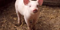 Aux États-Unis, des scientifiques sont parvenus à transplanter un rein de porc à un corps humain. 