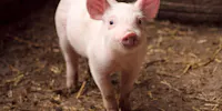 Aux États-Unis, des scientifiques sont parvenus à transplanter un rein de porc à un corps humain.