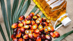 Cancer : l’huile de palme favoriserait l’apparition de métastases