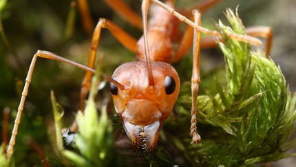 Bientôt des fourmis "renifleuses" capables de détecter les cancers ?