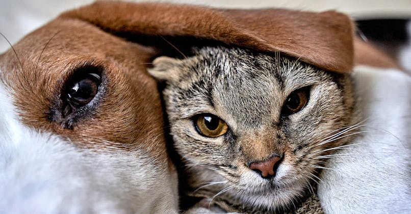 Tete De Chien Ou Corps De Chat La Nouvelle Illusion D Optique Qui Divise Les Internautes Sante Magazine Tete De Chien Ou Corps De Chat La Nouvelle Illusion D Optique Qui Divise Les Internautes Sante Magazine