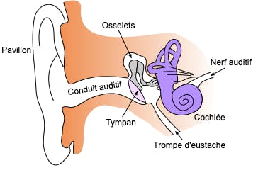 anatomie de l'oreille