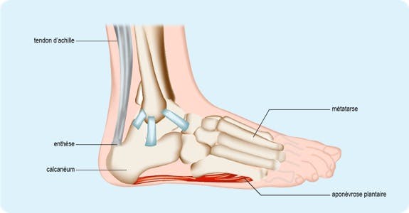 Schéma de l'anatomie du pied