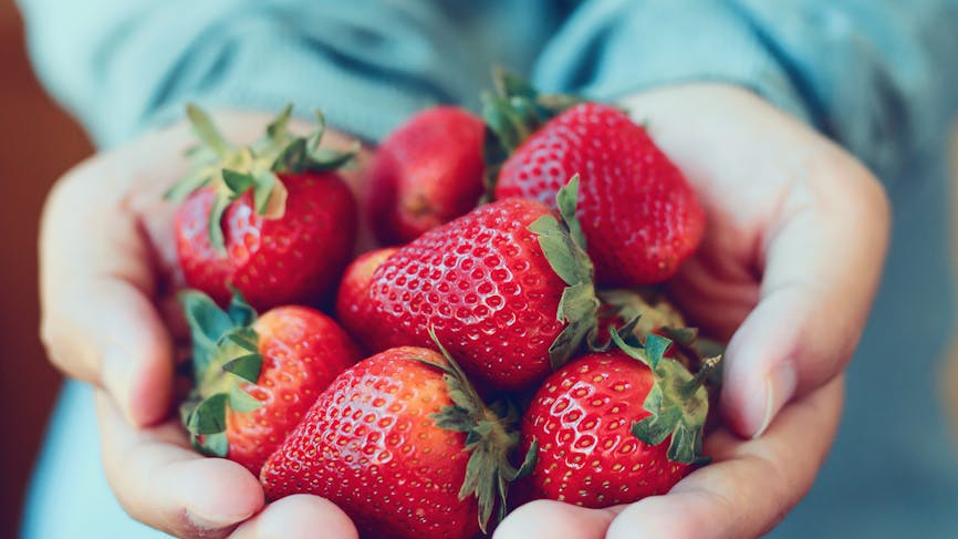 Une femme tient des fraises bio dans ses mains.
