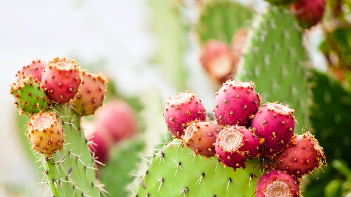 Ce fruit originaire du Mexique a de nombreux bienfaits intéressants pour la santé