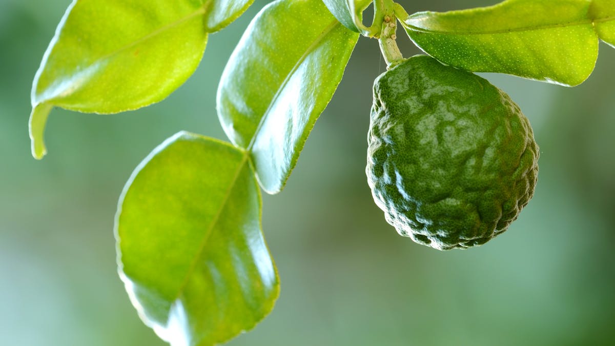La bergamote peut aussi participer à la désinfection d'une plaie.