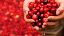 Cranberry, une baie aux multiples bienfaits