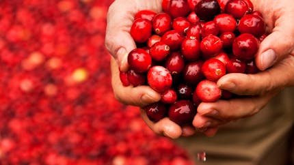 Cranberry, une baie aux multiples bienfaits