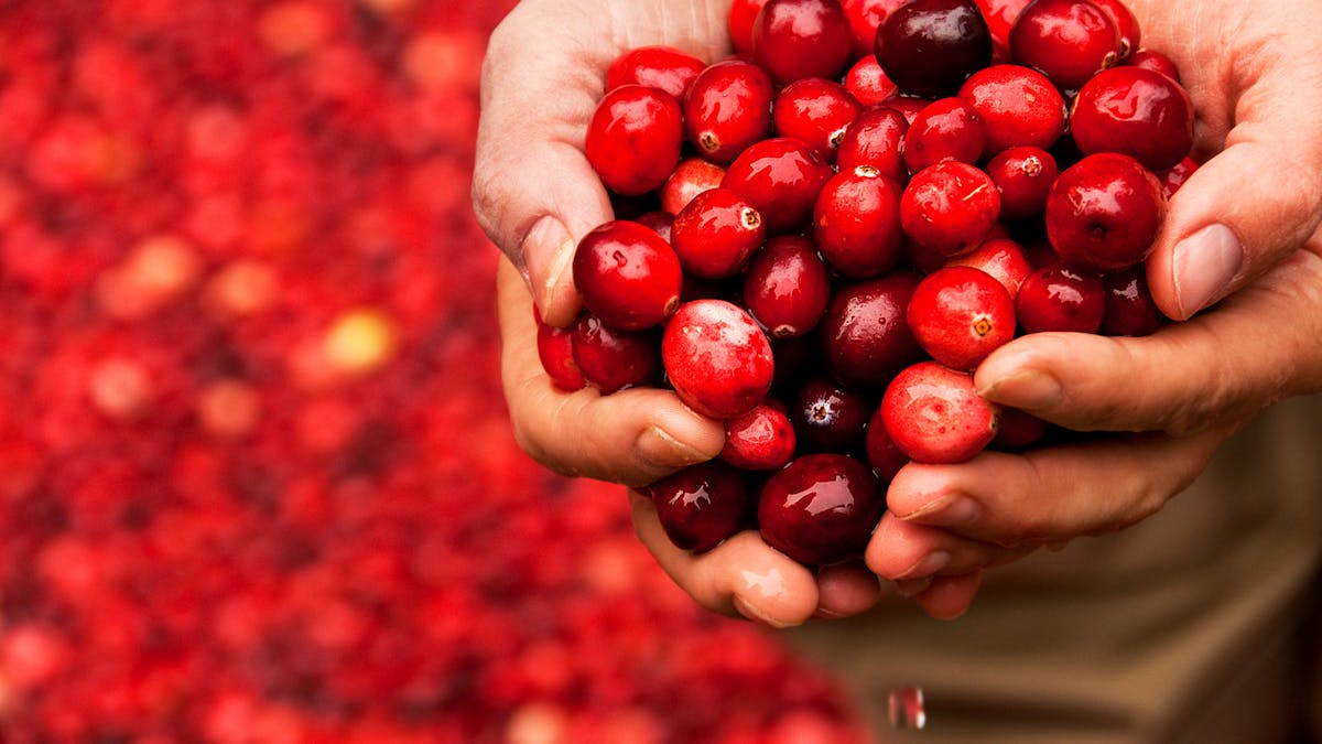 Contrairement à ce que l'on entend parfois, le jus de cranberry n'est pas une boisson diurétique.