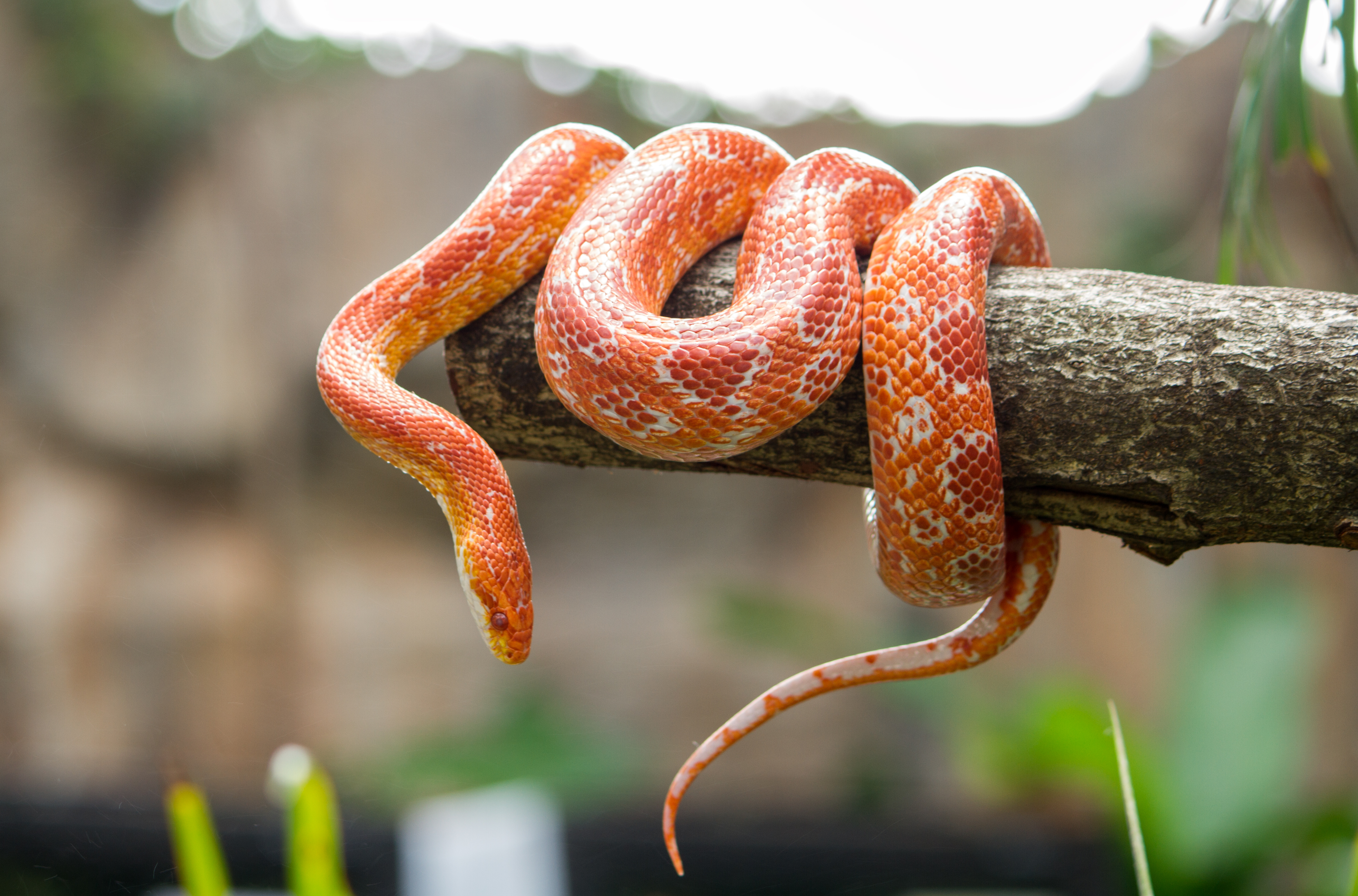 Snake phobia: all you need to know about ophiophobia