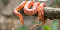 Un serpent sur une branche dans la jungle