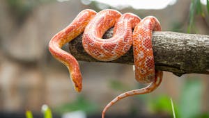 Ophiophobie : quand la peur des serpents paralyse 