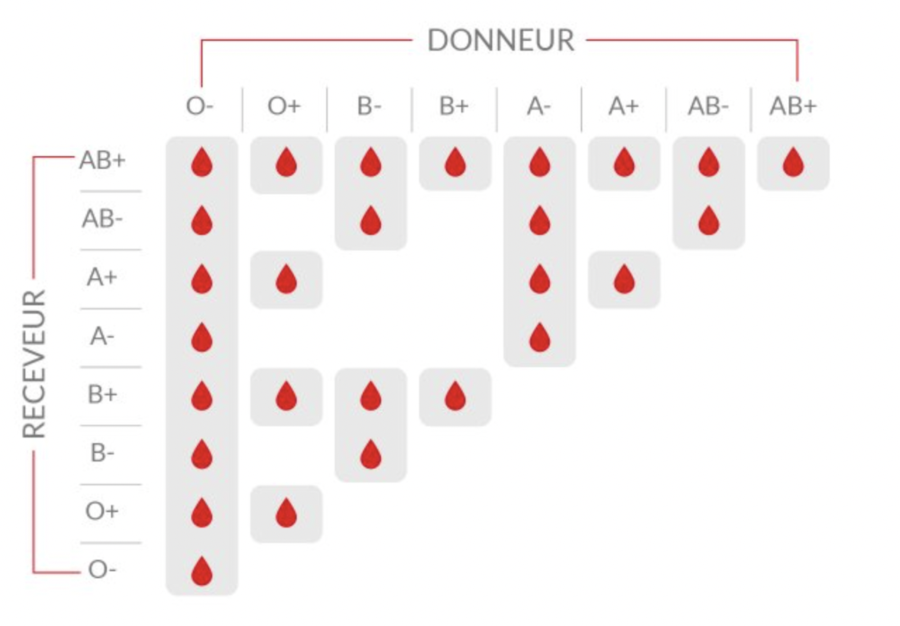 Groupe Sanguin B (B+ Et B-) : Tout Ce Qu'il Faut Savoir | Santé Magazine