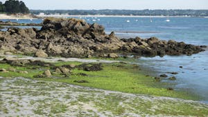 Alerte aux algues vertes en Bretagne : quels risques pour la santé ? 