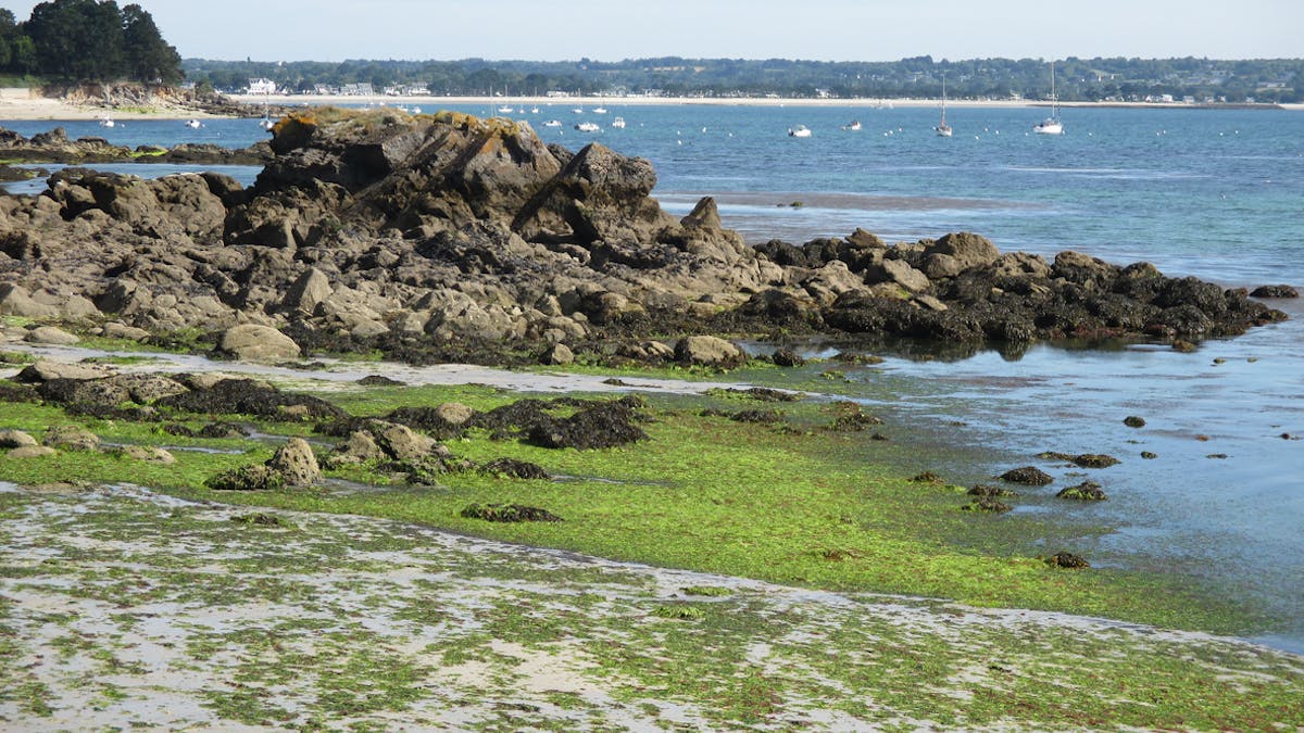 Des algues vertes en Bretagne sur une plage  