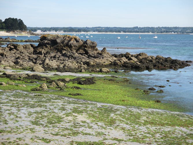 Bretagne: tellement de nitrates que les algues vertes sont là même en hiver
