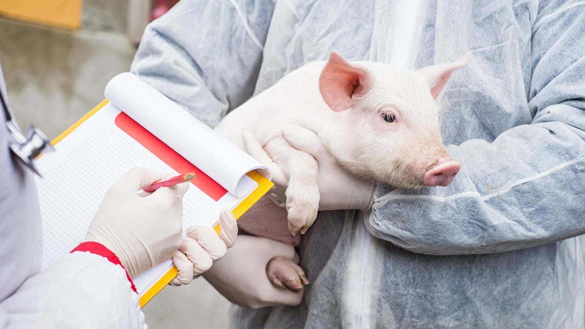 Des chercheurs américains ont réussi à restaurer la fonction de certaines cellules et tissus chez des cochons morts depuis plusieurs heures. 