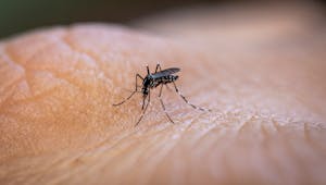 Chikungunya : tout savoir sur cette maladie transmise par les moustiques