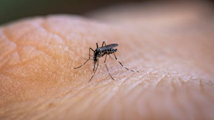 Chikungunya : tout savoir sur cette maladie transmise par les moustiques