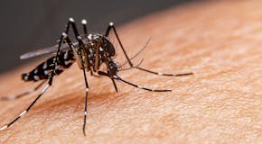 Dengue : tout savoir sur cette infection transmise par les moustiques