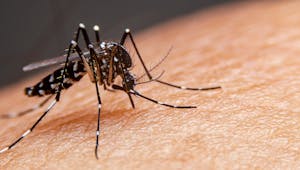 Dengue : tout savoir sur cette infection transmise par les moustiques