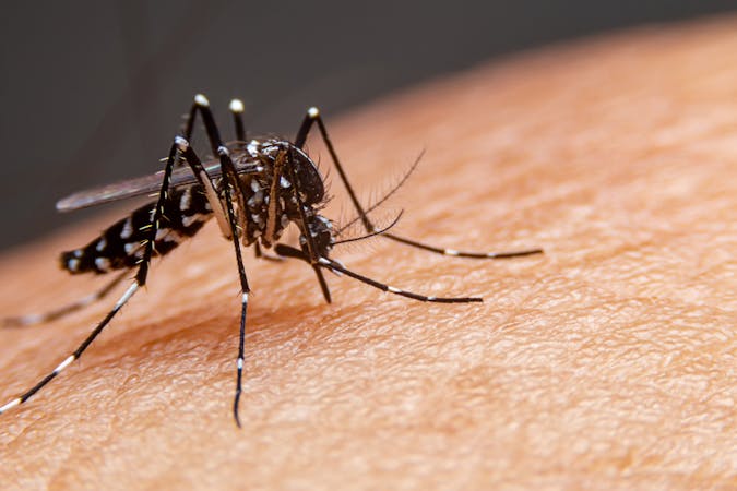 Dengue : tout savoir sur cette infection transmise par les moustiques aussi appelée grippe tropicale