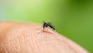 Moustique tigre : un cas de dengue identifié dans le Var