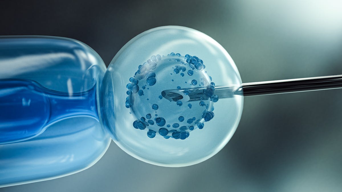 Embryons synthétiques de souris