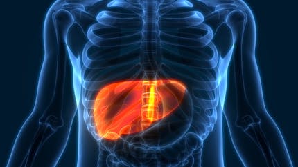 Cancer du foie : cette hormone peut freiner la progression des tumeurs
