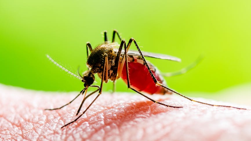 Palusieme : tout savoir sur cette maladie transmise par les moustique