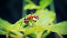 Comment reconnaître et soulager une piqûre de fourmi ?