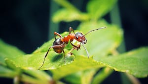 Comment reconnaître et soulager une piqûre de fourmi ? 