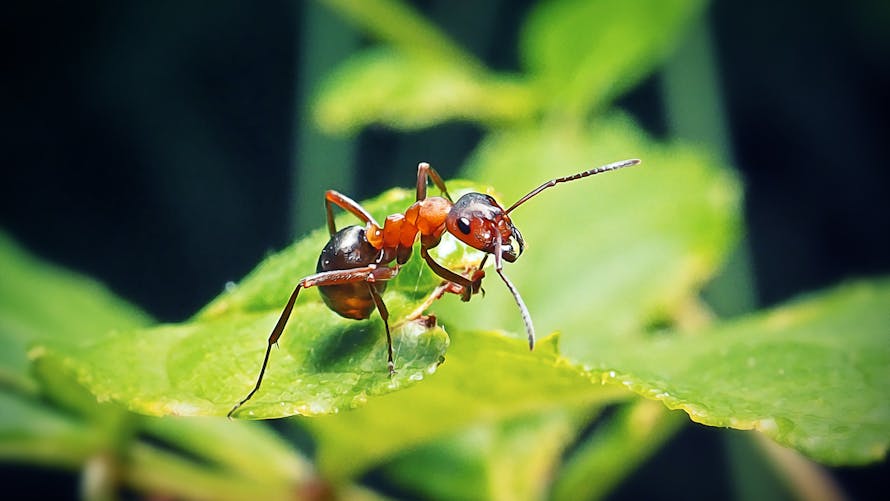 Piqûres de fourmi : comment les reconnaître et les soigner ...