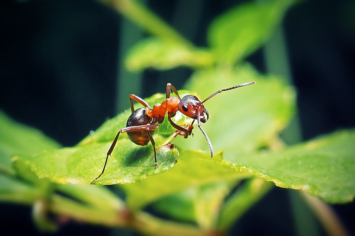 Est-ce qu'une fourmi pique ou mordre pour se défendre ? - SOLUTY