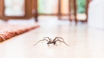 Comment reconnaître une piqûre d'araignée ? 