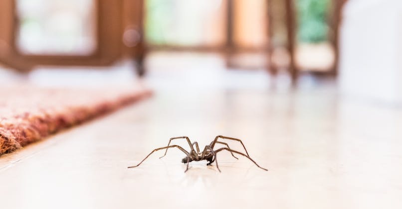 Une araignée se balade dans le salon d'une maison