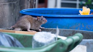 Leptospirose : tout savoir sur la "maladie des rats"