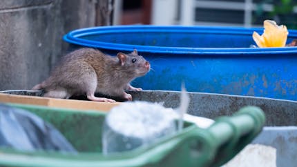 Leptospirose : tout savoir sur la "maladie des rats"