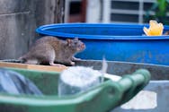 Leptospirose : tout savoir sur la « maladie des rats »