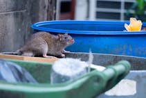 Leptospirose : tout savoir sur la « maladie des rats »