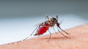 21 nouveaux cas de dengue : l’ARS tire la sonnette d’alarme dans les Alpes Maritimes 
