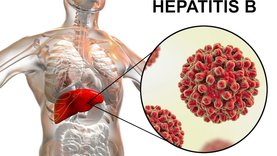 Hépatite B : quels symptômes ? qui est à risque ? quels traitements ? | Santé Magazine