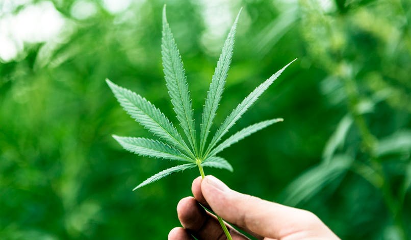 Ce qu'il faut savoir à propos des effets du cannabis