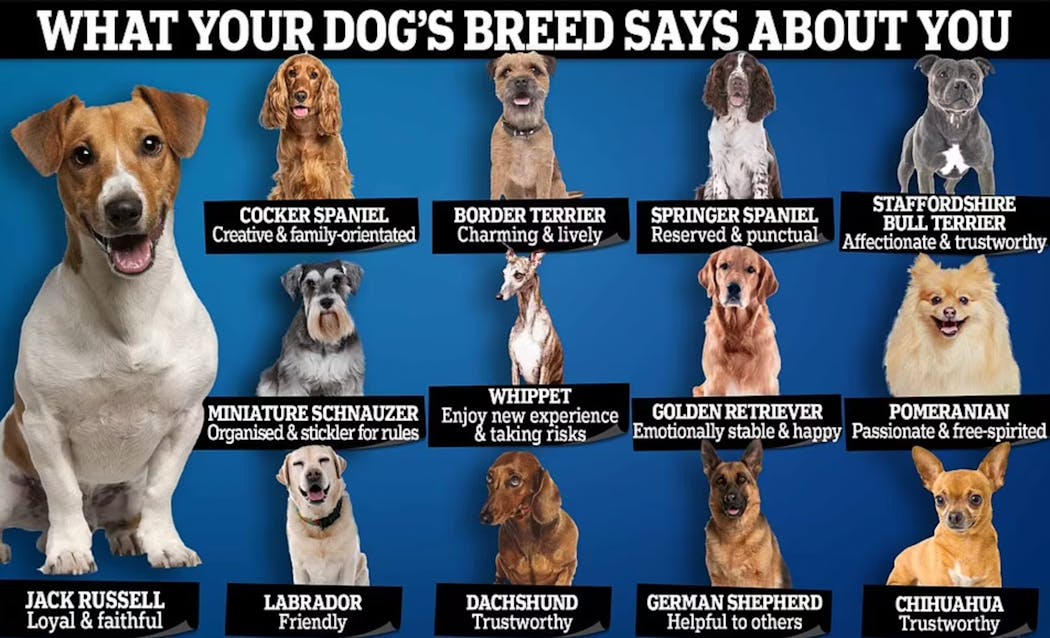 Which breed of dog for which personality? 